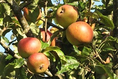 Coxes Orange Pippin apples on tree