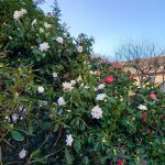 Camellias grandiflora and 'Tricolor'
