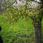 Mitchmere Farm - mistletoe