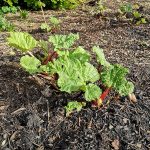 Rhubarb 'Timperley Early'