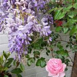 Rose & wisteria