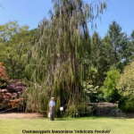 Champion Chamaecyparis