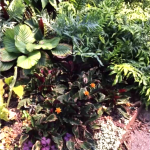 Rainforest - a few bright spots of colour in the lush foliage