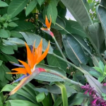 Bird of Paradise Strelitzia - South Africa