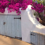 Bougainvillea - Mediterranean