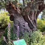 Ancient olive - Mediterranean