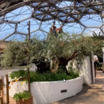 Olive trees with rider