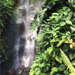 Rainforest waterfall