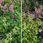 RHS Rosemore 15 & 14