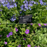 Amsonia & Hardy Geranium
