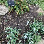 Galanthus Elwesii_Highdown Gardens