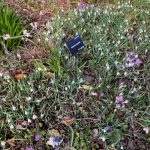 Galanthus Gracilis_Highdown Gardens