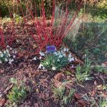 Highdown Gardens _Snowdrops