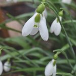 Highdown Gardens _ Snowdrops