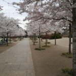 Avenue of Cherry Trees in full blossom