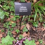Lathrea Clandestina (Purple Toothwort)