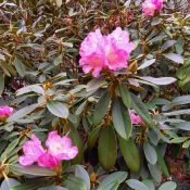 Rhododendron