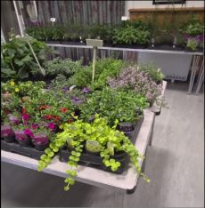 2026_nursery plants for sale