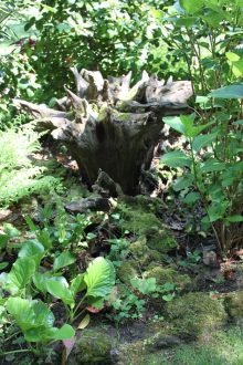 The stumpery in a tranquil corner of the garden
