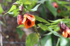 Abutilon in the sunshine