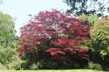 An Acer - one of the many varied trees