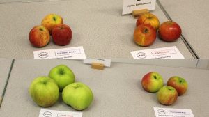 Apples, Eating & Cooking