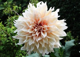 Dahlia 'Cafe au Lait'