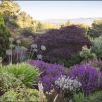 Champs Hill Garden_3