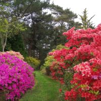 Champs Hill Garden_800