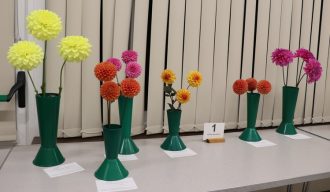 Class 1_Decorative Dahlias