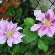 Clematis 'Vicki'