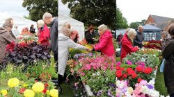 Plant Stall 2019 - click to enlarge