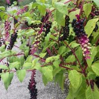 DAY ONE_Lullingstone World Garden