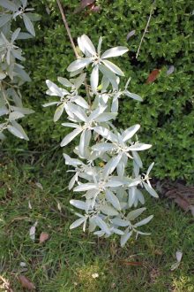 Elaeagnus 'Quicksilver'
