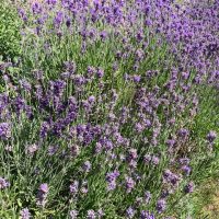 Lavender covered with Butterflies, Hummingbird Hawkmoths & Bees