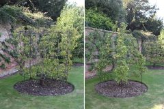Fruit trees - cylindrical & conical