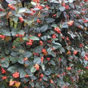 Cotoneaster