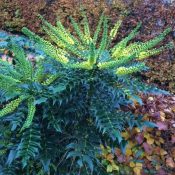 Mahonia