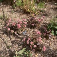 DAY THREE_Beth Chatto's Plants & Gardens