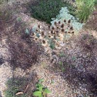 DAY THREE_Beth Chatto's Plants & Gardens