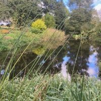 DAY THREE_Beth Chatto's Plants & Gardens