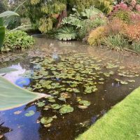 DAY THREE_Beth Chatto's Plants & Gardens