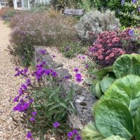 DAY THREE_Beth Chatto's Plants & Gardens