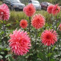 IMG_20250827_143831_resized_20250901_094213284_2