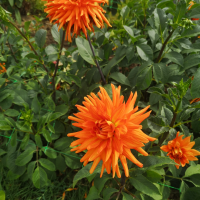 IMG_20250827_143904_resized_20250901_094052655