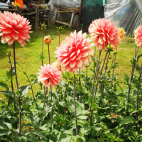 IMG_20250827_143939_resized_20250901_094053041