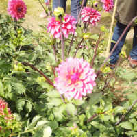 IMG_20250827_145927_resized_20250901_093940112