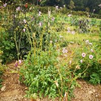 IMG_20250827_152846_resized_20250901_093939050_2