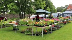 Plant Stall 2019 - click to enlarge