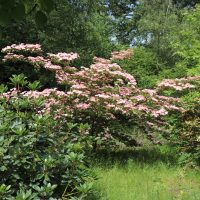 IMG_5800_800